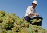 Росіян змусять декларувати виноград
