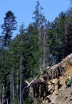 Кабмін хоче скасувати 10-річну заборону на експорт лісу