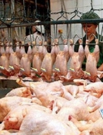 Россільгоспнагляд перегляне умови поставок продукції тваринництва з України через Європу