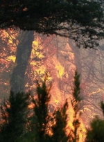 Пожежу у зоні відчуження локалізували. ДСНС заспокоює: радіаційного зараження немає (фото, відео)