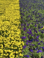 Квітковий прапор України потрапив до Книги рекордів Гіннеса