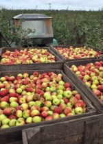 Россільгоспнагляд незадоволений польською продукцією