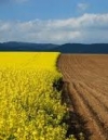 Світовий банк закликав прийняти земельну реформу вже восени