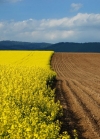 Відсьогодні почав діяти продовжений мораторій на продаж сільгоспземлі